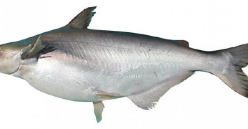 Poisson Panga Danger – Le Vrai Panga – UAIQMW